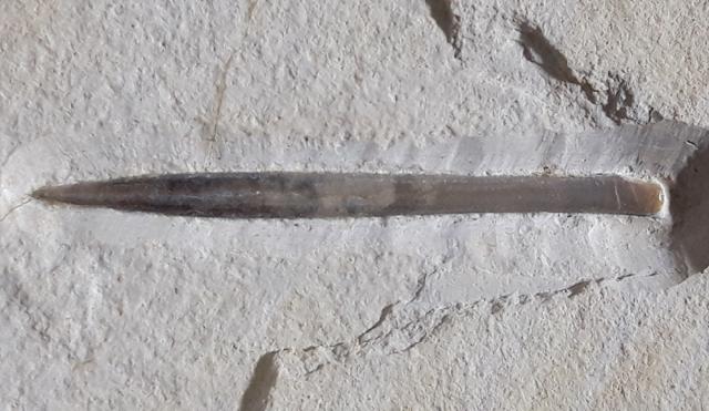 Hibolithes semisulcatus (MNSTER 1830) - Bild © FossNet FossilienStore